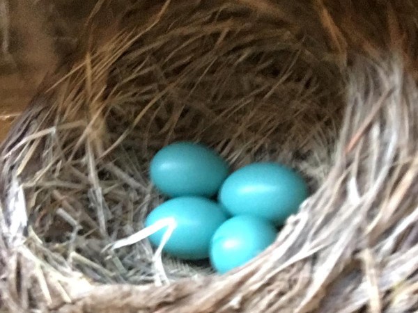 Four light blue robin eggs in a nest.