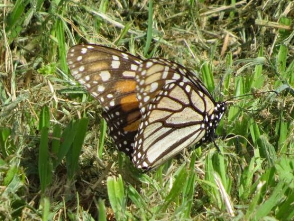 monarchs in kansas