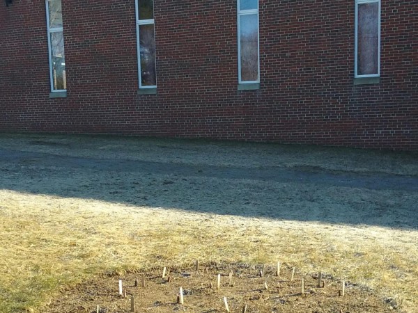Emerging high school tulip test garden.
