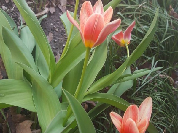 Greigii tulips blooming.