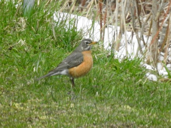 Robin foraging on the ground.