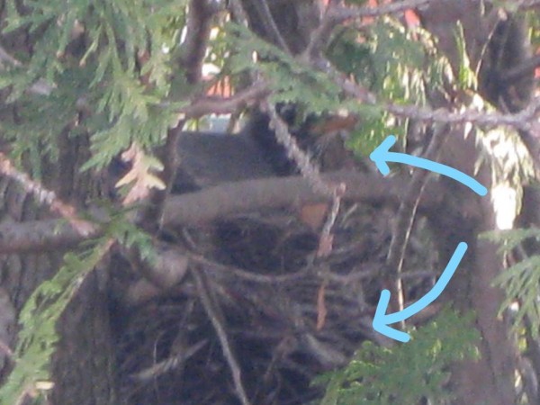 Nesting robins.