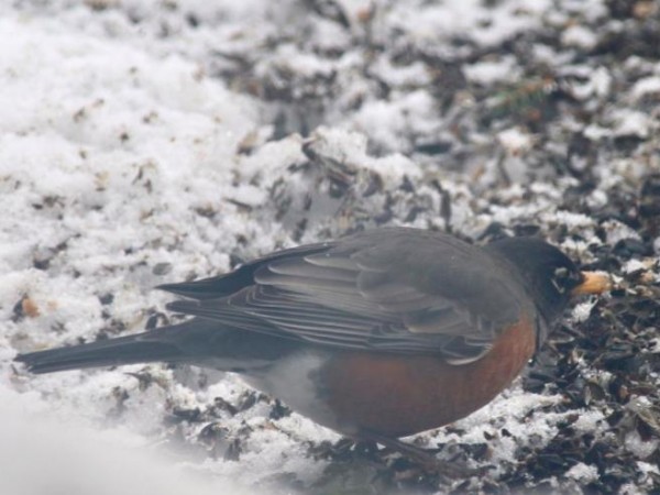Robin foraging in Alaska.