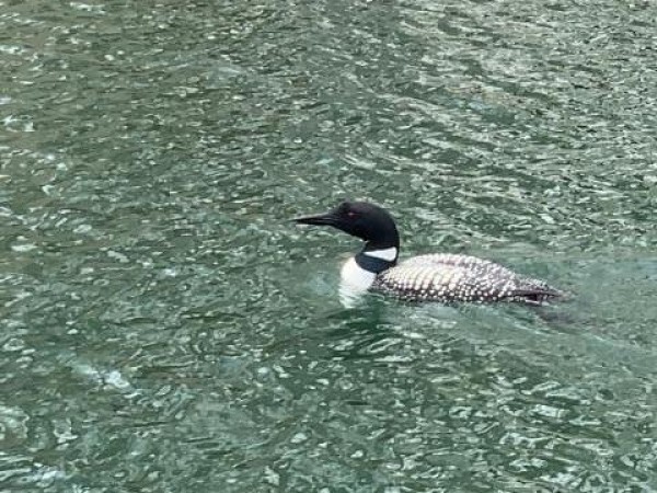 Loon on a lake.