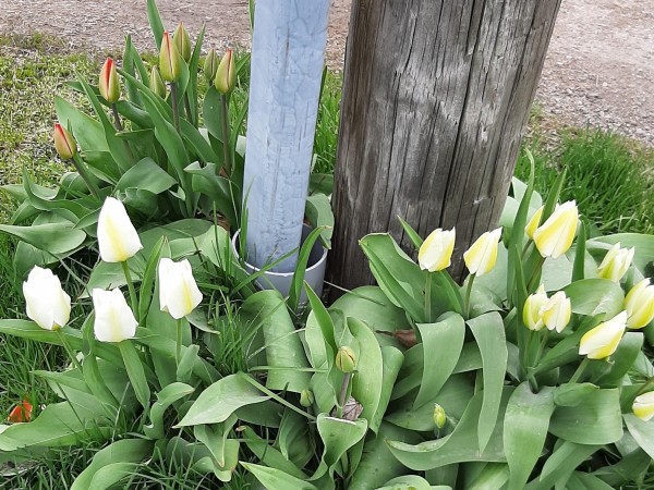 White and yellow tulips.