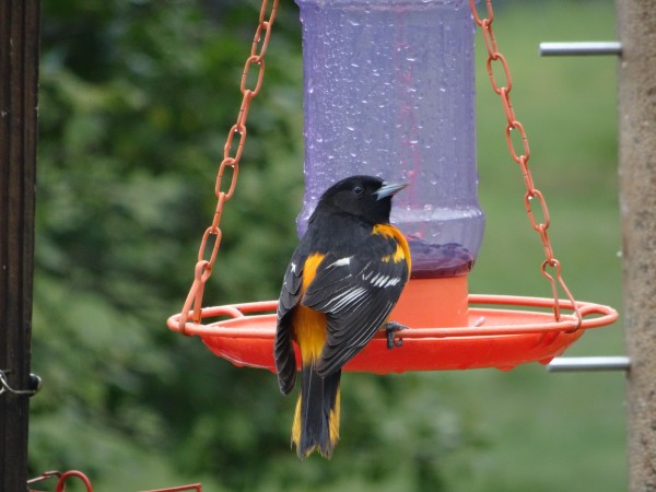 Oriole at feeder