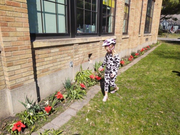 Tulips blooming by a school.