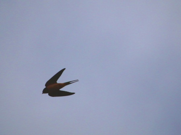 Barn Swallow in flight.