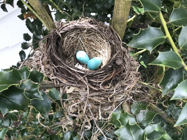 Two robin eggs.