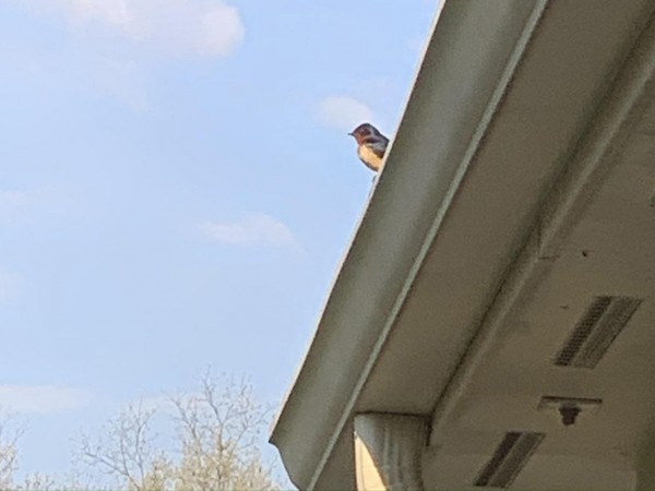 Barn Swallow on roof.