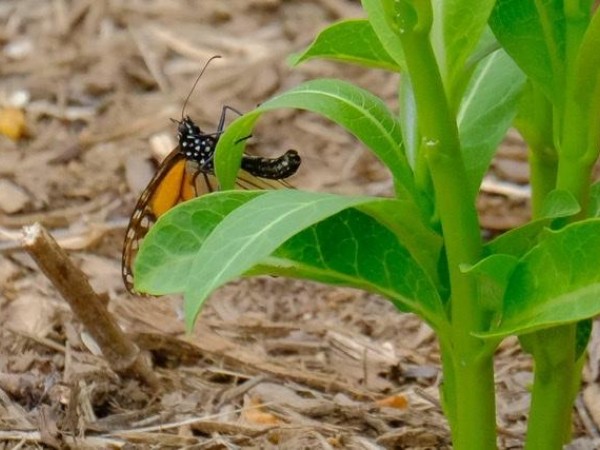 monarch laying eggs