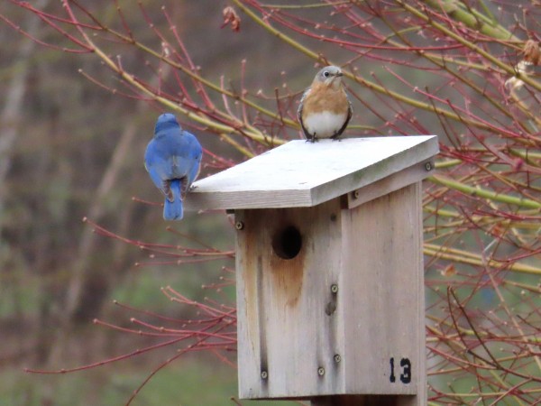 Male and Female Eastern Bluebird on nest box