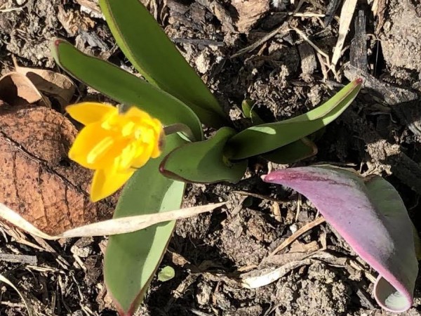 Yellow tulip in Canada.