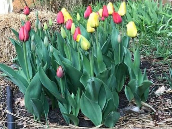 Red and yellow tulips blooming.