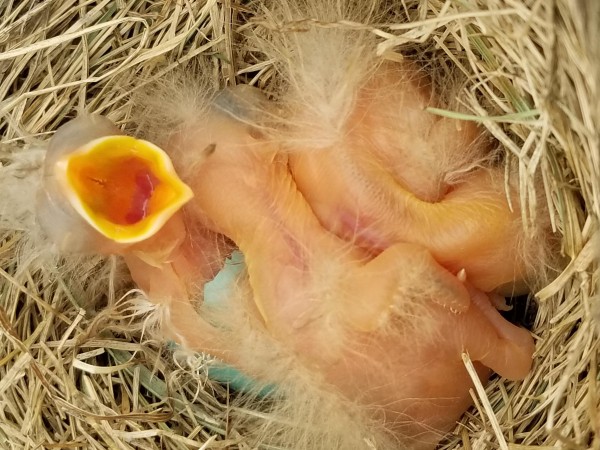 Newly born robins.