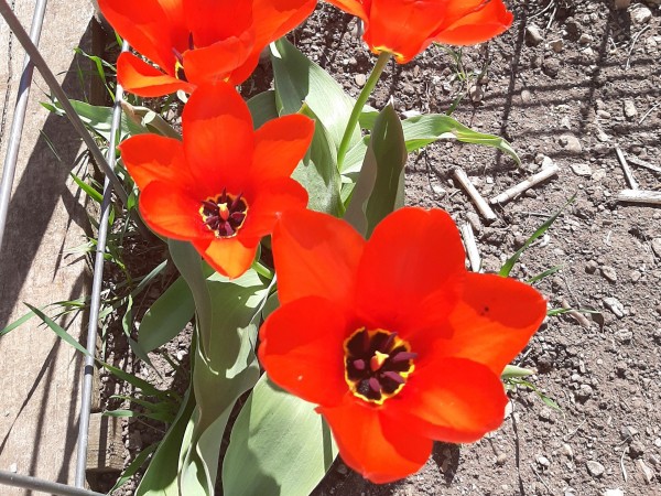 Tulips blooming in Montana.