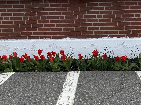 Tulips blooming in school parking lot.