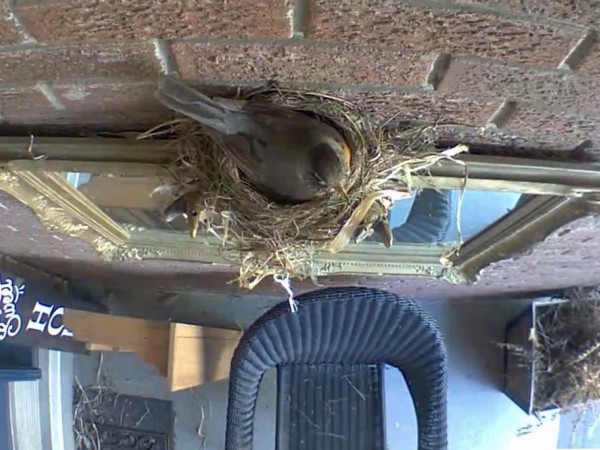Robin sitting on nest.