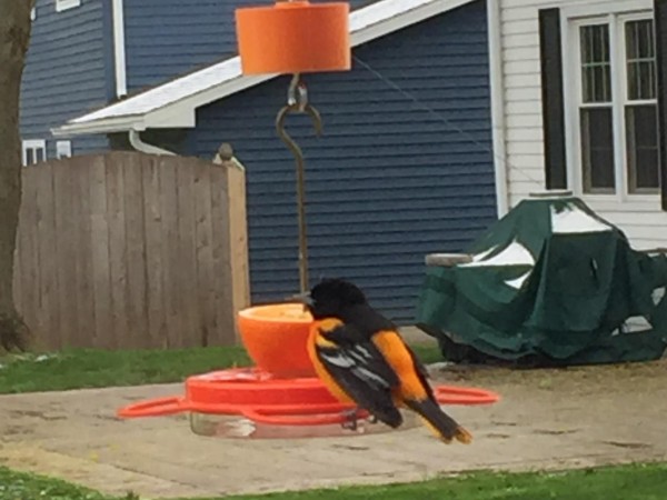 Baltimore Oriole on feeder.