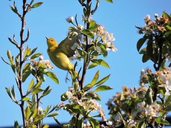 Yellow Warbler flying off.