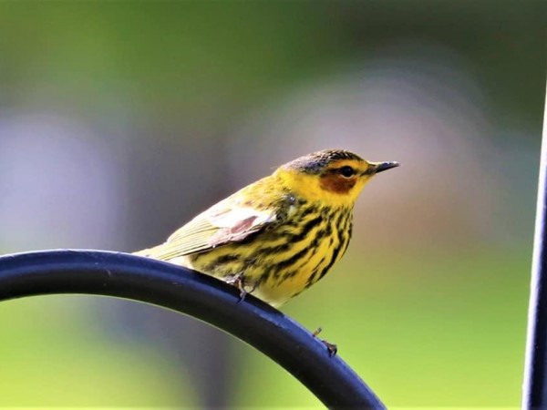 Cape May Warbler.
