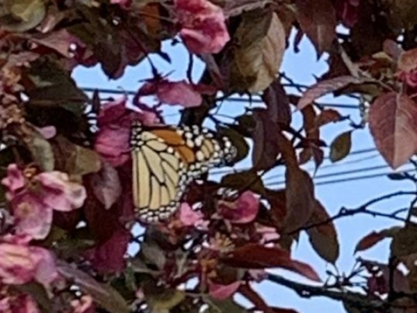 monarch nectaring