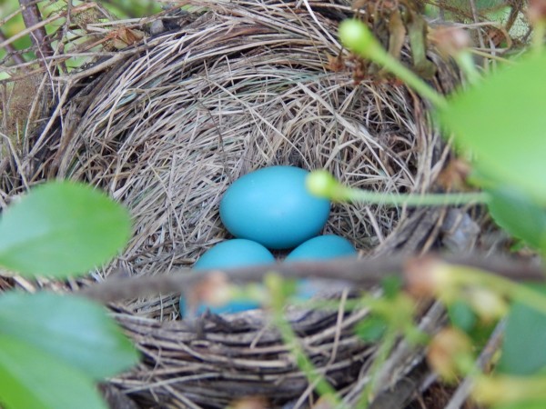 3 Robin eggs in a nest.
