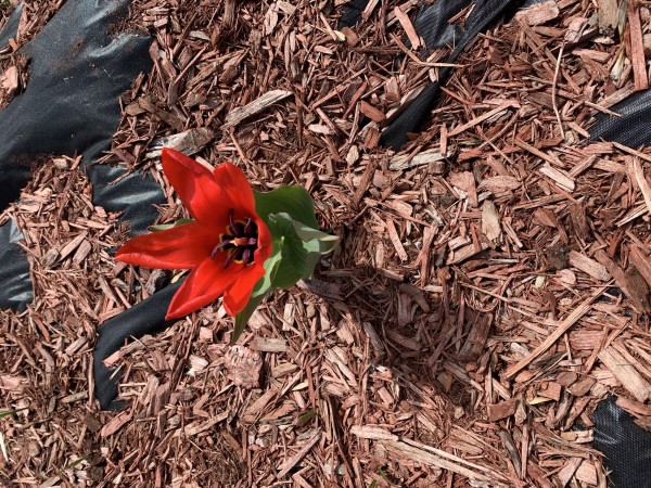 Tulip blooming in Minnesota.