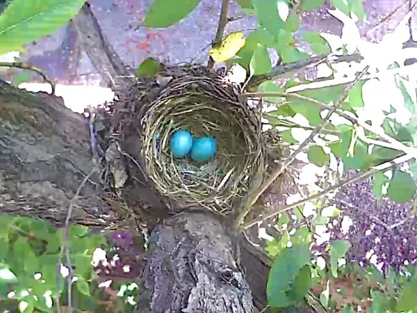 Two robin eggs in a nest.