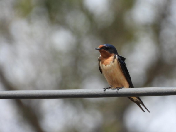 Barn Swallow on a perch.