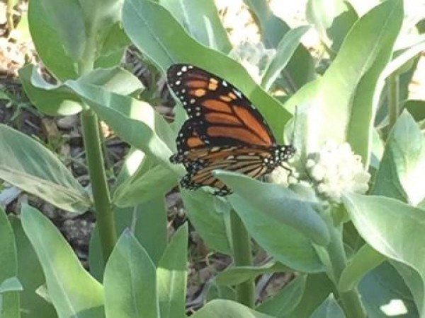 monarch eggs