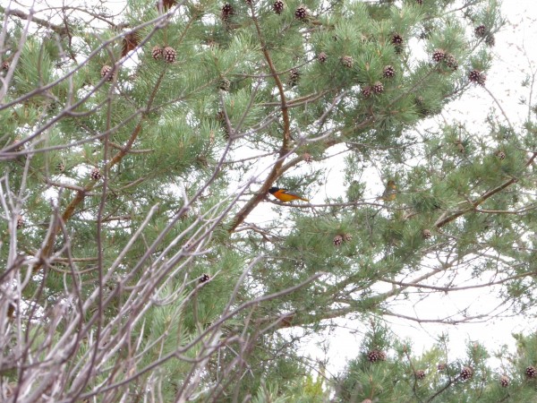 Baltimore Oriole in Pine tree.
