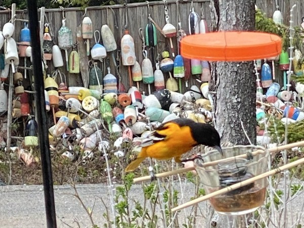 Baltimore Oriole having a drink.