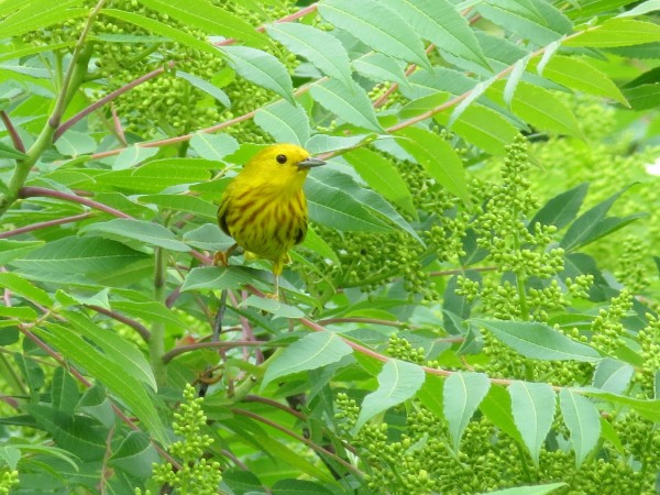 Yellow warbler on a branch.