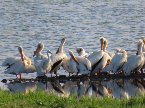 Great Egret & American White Pelicans