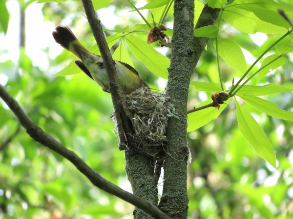 American Redstart finishing nest.