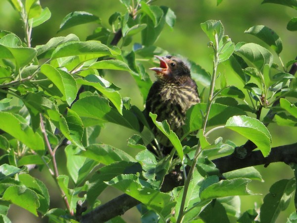 Red-winged Blackbird Fledgling.