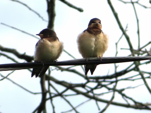 Barn Swallow fledglings.