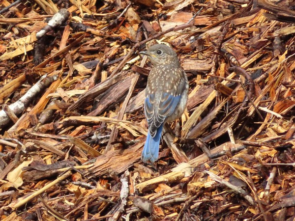 Eastern Bluebird fledgling.