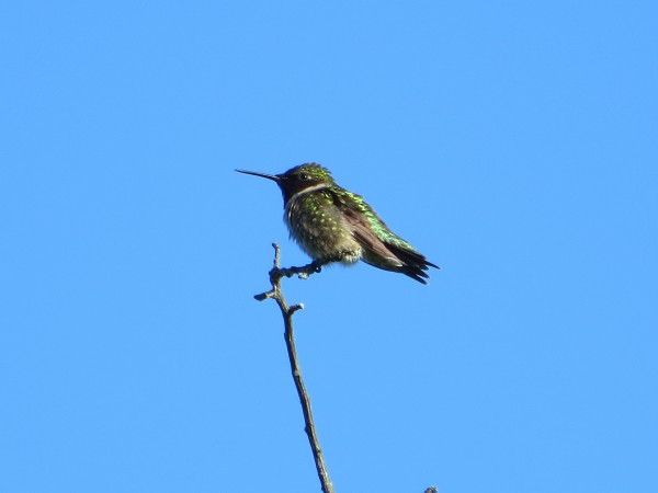 Hummingbird at top of snag.