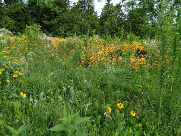 Pollinator habitat.