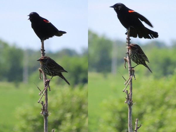 Male and female Red-winged Blackbirds.