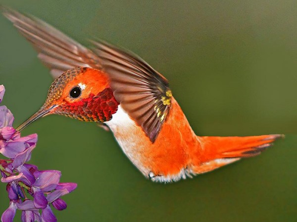 Male Rufous Hummingbird.