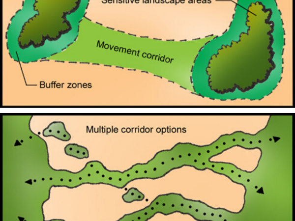 Habitat corridor diagrams.