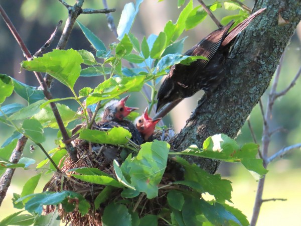 Female Red-winged Blackbird feeding fledglings.