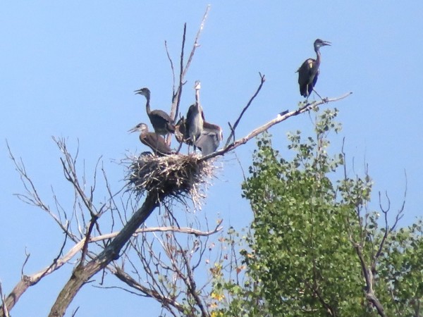 Great Blue Heron Rookery.