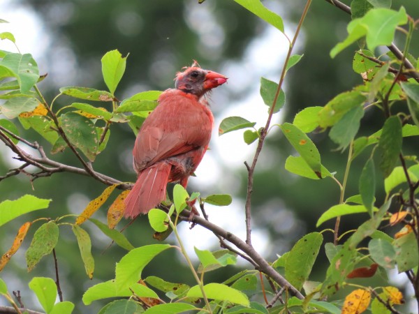 Northern Cardinal with molted head feathers.