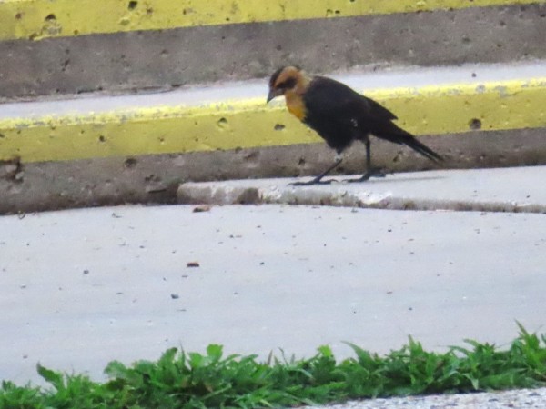 Yellow-headed Blackbird.