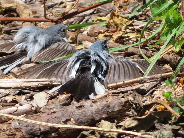 Blue-gray Gnatcatchers