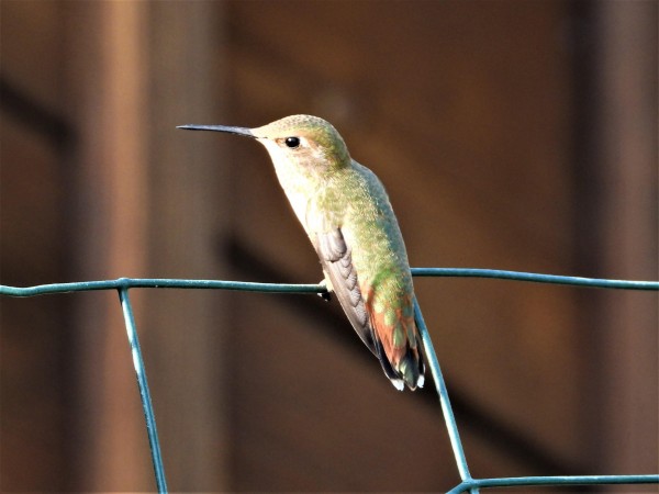Female Rufous Hummingbird.